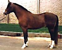 Bristol Victorio posing in-hand showing his near-side profile